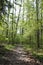 Trail thru narrow trees in forest