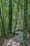 Trail to the 1000 year old yellowwood tree