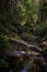 Trail to Lonesome Lake, White Mountains