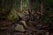 Trail to Lonesome Lake, White Mountains