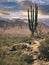 Trail to Saguaro cactus in the old West Frontier in Tucson Arizona USA