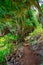 Trail to Sealodge Beach, North Shore, Kauai, Hawaii, USA