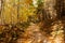 Trail trees in autumn forest Nature landscape Nature background Path Road in Nature. Autumnal forest. colors leaves foliage yellow