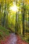 Trail between trees with fall colors in the Beech Forests of Irati, Navarra