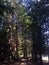 Trail through the trees, Spider Lake Provincial Park, BC