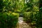 Trail in the tropical jungle in the afternoon. Tropic in the park. Stone road in forest