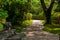 Trail in the tropical jungle in the afternoon. Tropic in the park. Stone road in forest