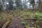 A trail through tropical rainforest to campsite. Raung is the most challenging of all Javaâ€™s mountain trails, also is one of the