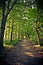 Trail trough the forest.