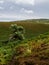 Trail up to Bamford Edge, Peak District, U.K.