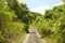 Trail in the vegetation on Karimunjawa island