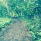 Trail through vegetation, Maui, Hawaii