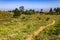 Trail, Vegetation and Porto Alegre cityview from Morro Santana