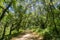 Trail through a verdant forest in Pulgas Ridge OSP