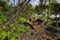 Trail in Waianapanapa State park