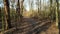 Trail walking path in the deep forest covered with autumn leaves and bare tree trunks