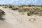 Trail between wild grasses and white sand in the Dutch dune reserve