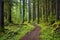 a trail winding into an evergreen forest