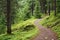 a trail winding into an evergreen forest