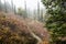 A trail winds around a hillside into fog and trees.