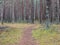 Trail in the winter pine tree forest