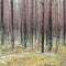 Trail in the winter pine tree forest