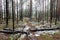 Trail in the winter pine tree forest