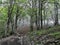 Trail in a wood with mystical mist on Ligurian Alps, Italy