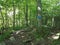 Trail in the woods with trees and rocks and blue mark on tree