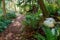 Trail through the woods with wooden footbridge