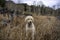 Traildog Sitting in Tall Grass