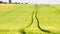 Trailed tractor tracks in young yellow green barley field. Ripening corn plants are blowing in the wind. Three version of DOF