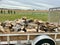 Trailer load of firewood