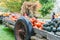 Trailers of pumpkin and squash at rural American country market