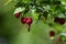 Trailing abutilon