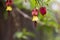 Trailing Abutilon Abutilon megapotamicum blooming in the garden