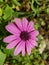 Trailing african daisy