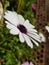 Trailing african daisy