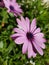 Trailing african daisy