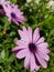 Trailing african daisy