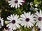 Trailing african daisy