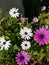 Trailing african daisy