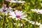 Trailing african daisy