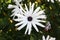 Trailing African daisy or shrubby daisybush (Osteospermum fruticosum) flower head close-up