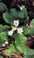 Trailing Arbutus