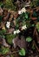 Trailing Arbutus Flowers