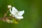 Trailing Blackberry Flower - Rubus ursinus