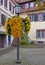 Trailing Chrysanthemum street lantern