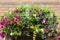 Trailing flowering plants in a basket.