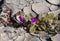 Trailing four o\\\'clock (Allionia incarnata) in flower, Big Bend